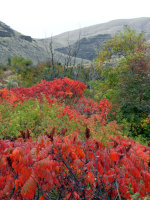 Fall Foliage in Washington