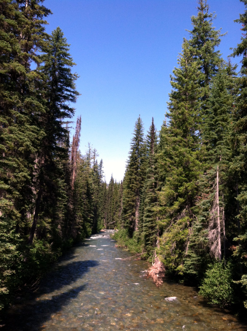 A river runs through the forest