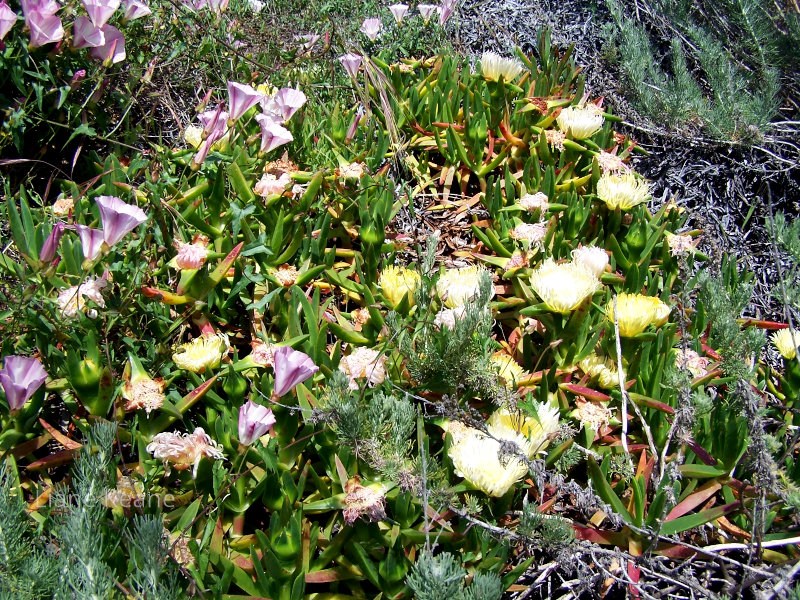 Flowers on the Oregon Beach