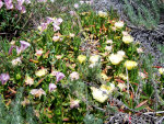 Flowers on the Oregon Beach