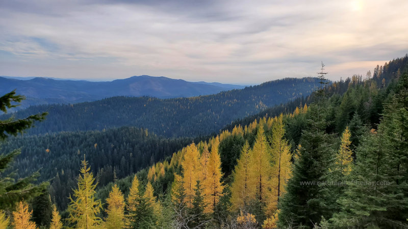 Larch in Idaho