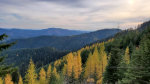 Larch in Idaho