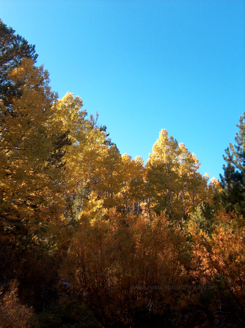 Autumn colors in California