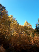 Autumn colors in California