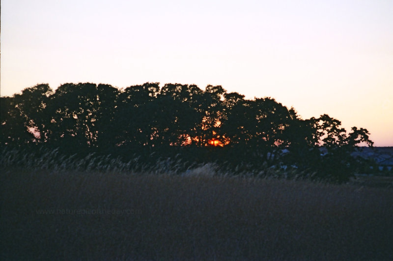 Oak sunset