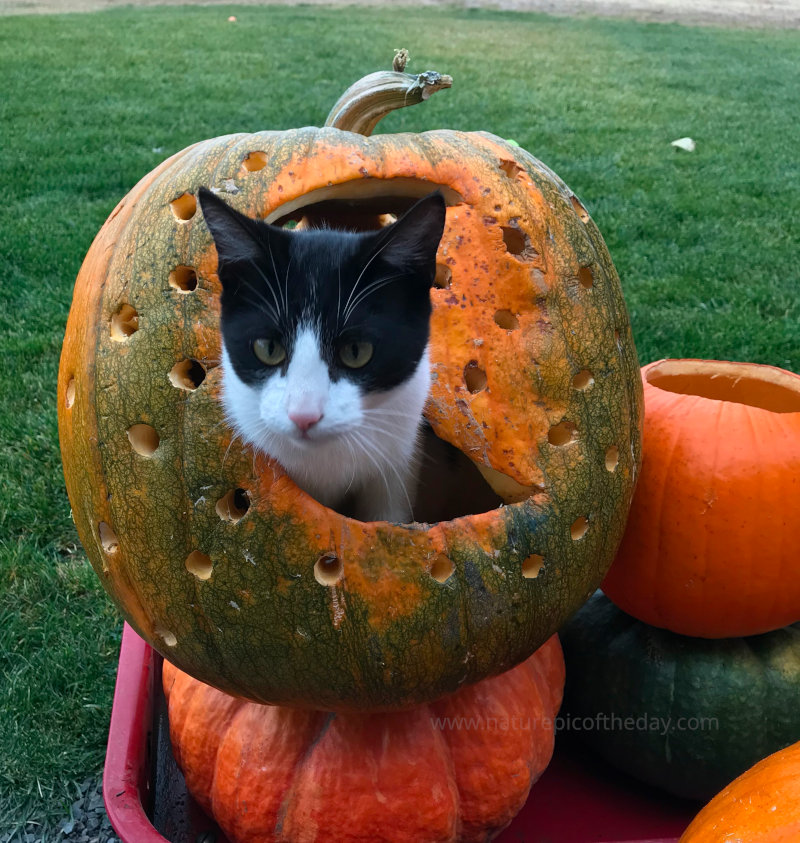 Cat-o-lanterns