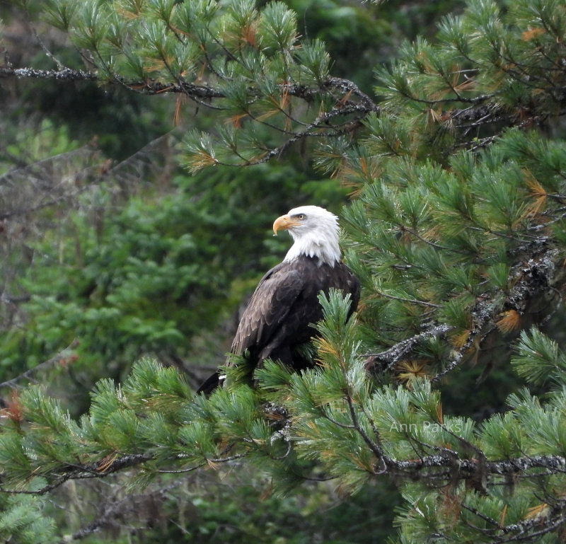 Bald Eagle In Idaho