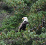 Bald Eagle In Idaho