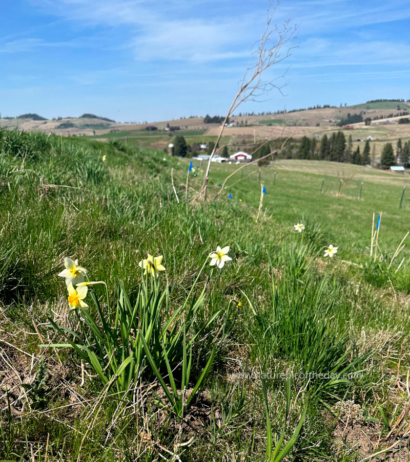 Daffodil flowers