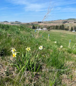 Daffodil flowers