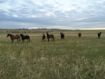 Horses in Montana