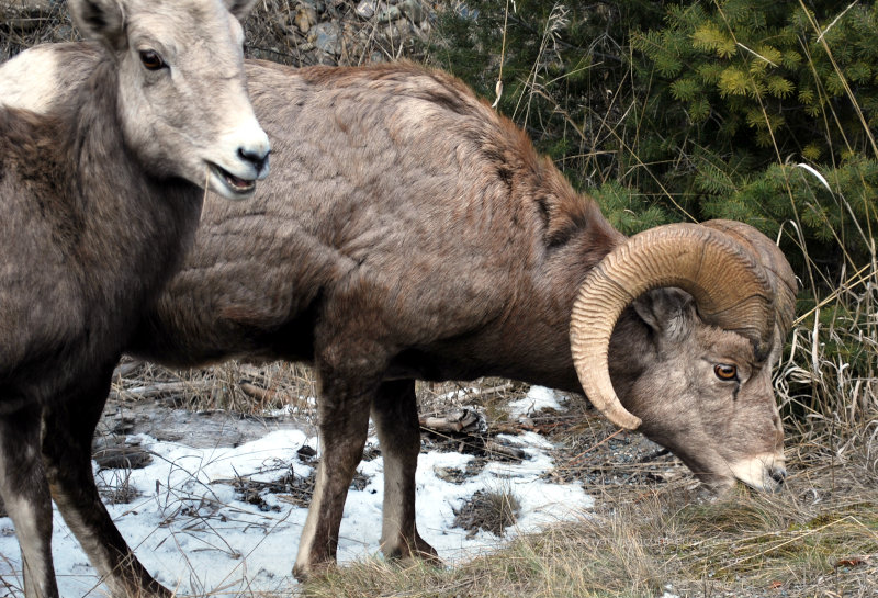 Bighorn Sheep in Montana