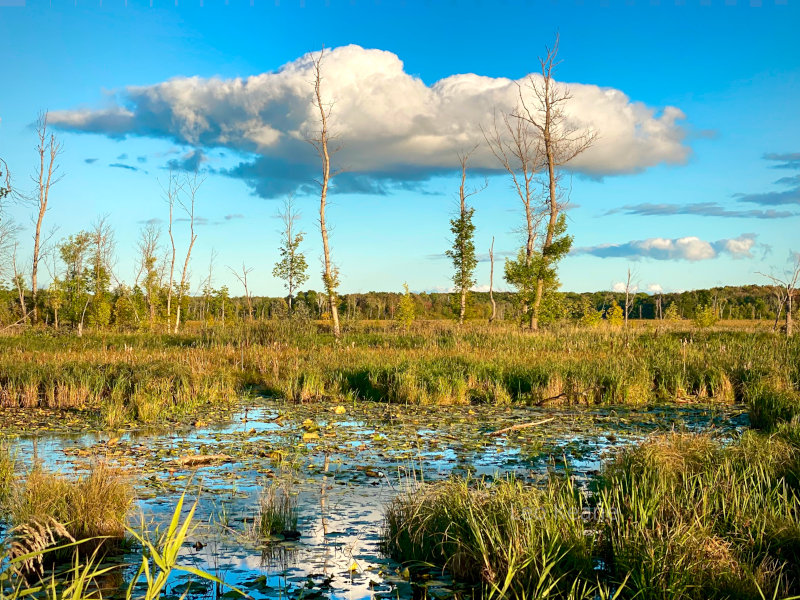 Tamarac National Wildlife Refuge, Minnesota.