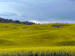 Canola on the Palouse