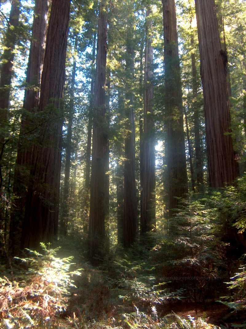 Redwoods in California