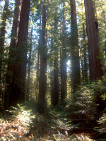 Redwoods in California