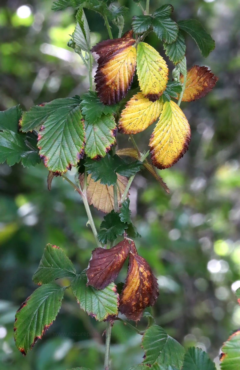 Yellow leaves in the spring near Florida