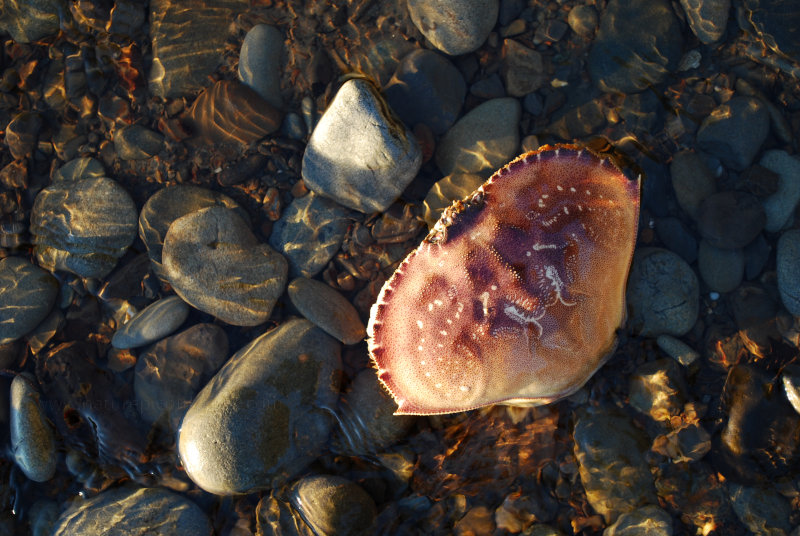 Crabshell in Washington