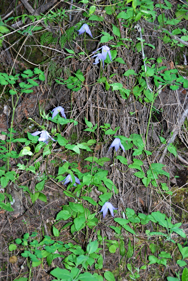 Flowers on the forest floor