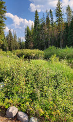 Montana Huckleberries