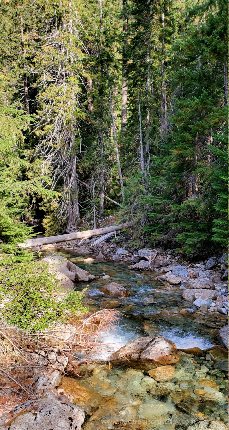 Mountain Stream in Washington