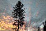 Silhouette of a tree at Sunset