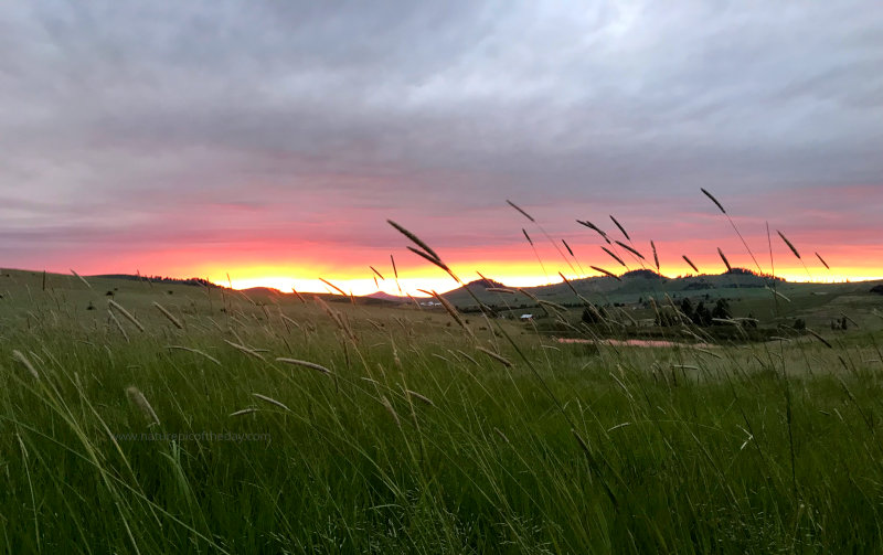 Sunset on the Palouse with Timothy Grass