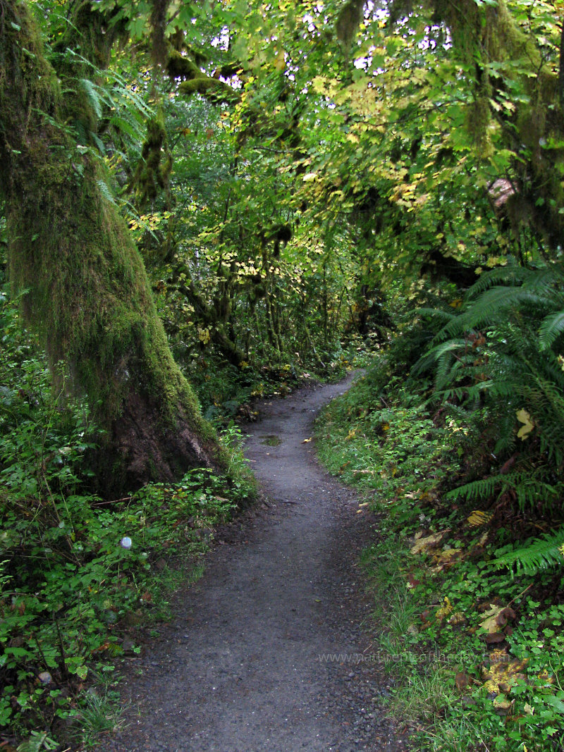 Hoh Rainforest