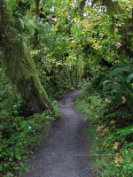 Hoh Rainforest