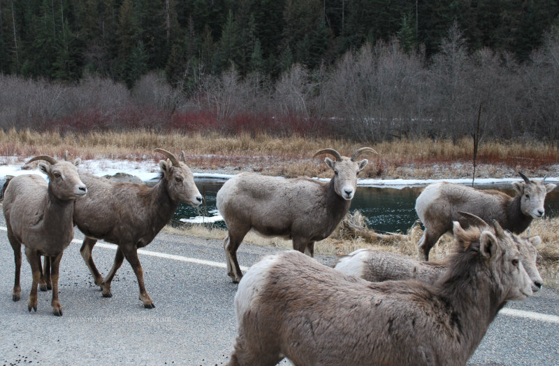 Bighorn sheep 