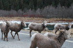 Bighorn sheep 