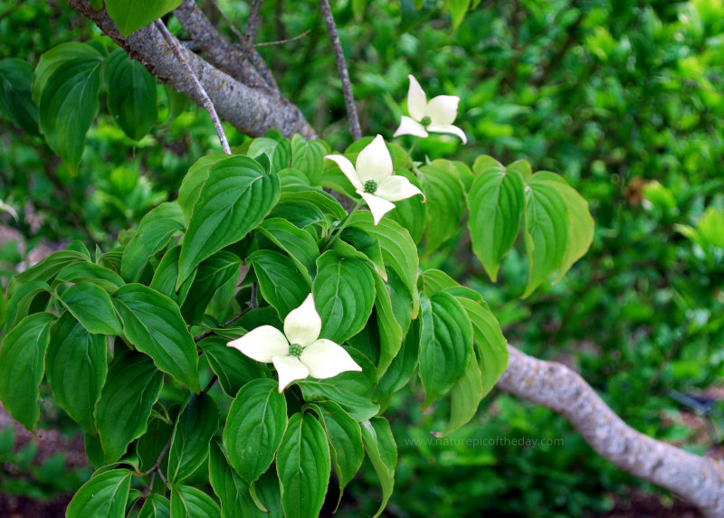 Blossoms and blooms