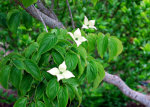 Blossoms and blooms