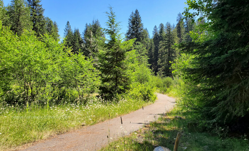 Trail through the trees