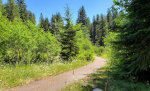 Trail through the trees