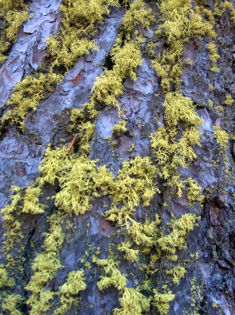 Fluorescent green moss on a tree