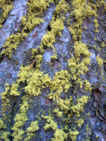 Fluorescent green moss on a tree