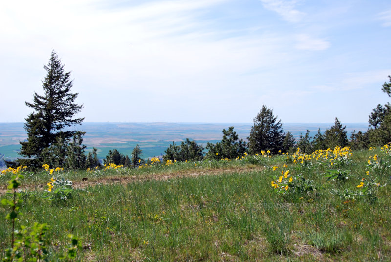 Flowers in Washington and Idaho