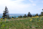 Flowers in Washington and Idaho