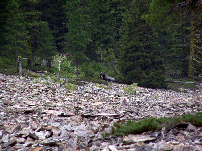 In Rocks in the mountains of montana