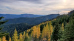 Larch on the hillside