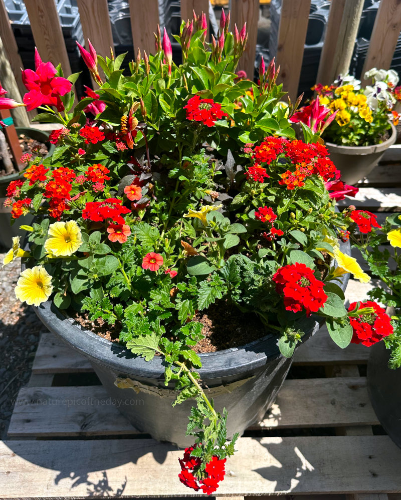 Potted Flowers