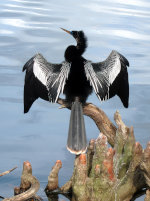 Anhinga bird near Lake Eola, Orlando, Florida