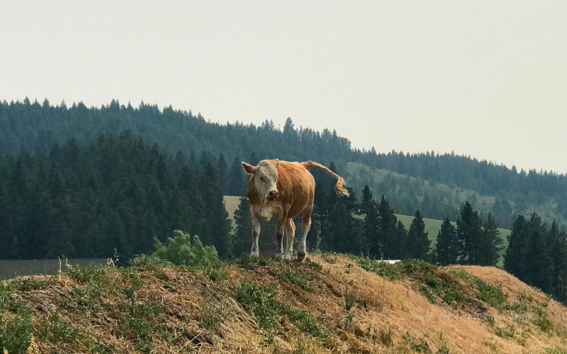Cow looking for freedom