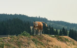 Cow looking for freedom