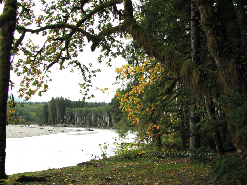 Hoh Rainforest and River in Washington State