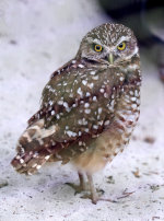 A Burrowing Owl at the Audubon Center