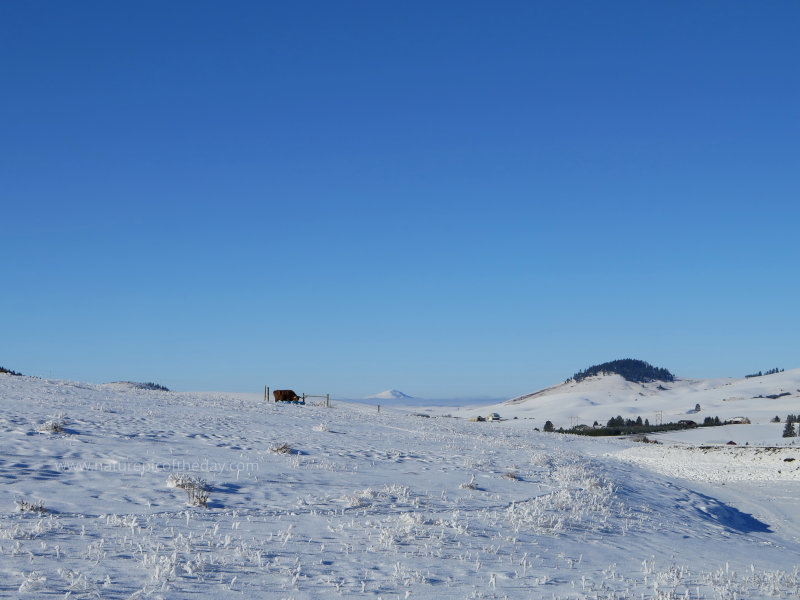 Longhorns in the winter