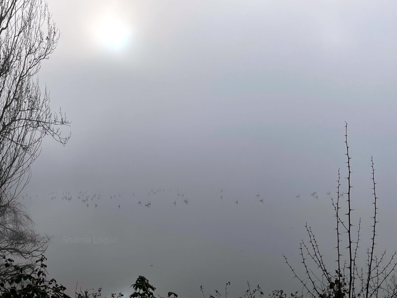 Ducks In The Mist