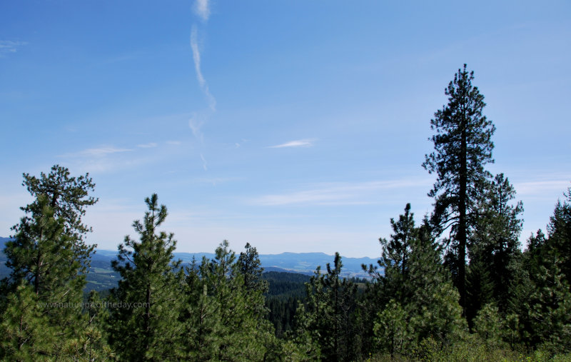 Forest in Idaho